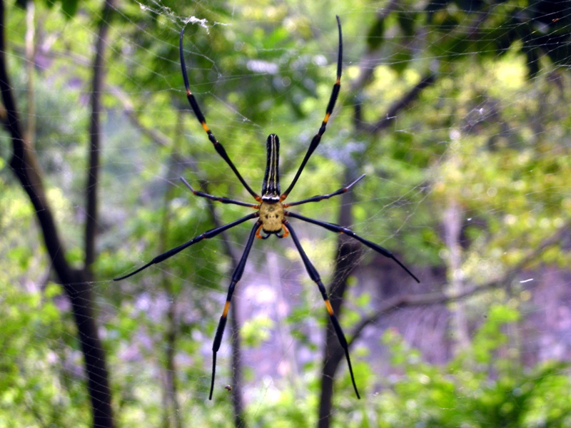 Will this spider scare you? It can be found at Mui Tsz Lam easily
